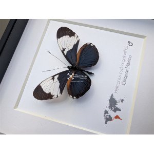 the white-patched longwing butterfly